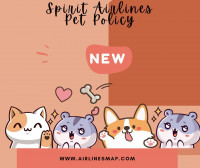 Can I Bring My Pet on Spirit Airlines? - Answers & Guidelines